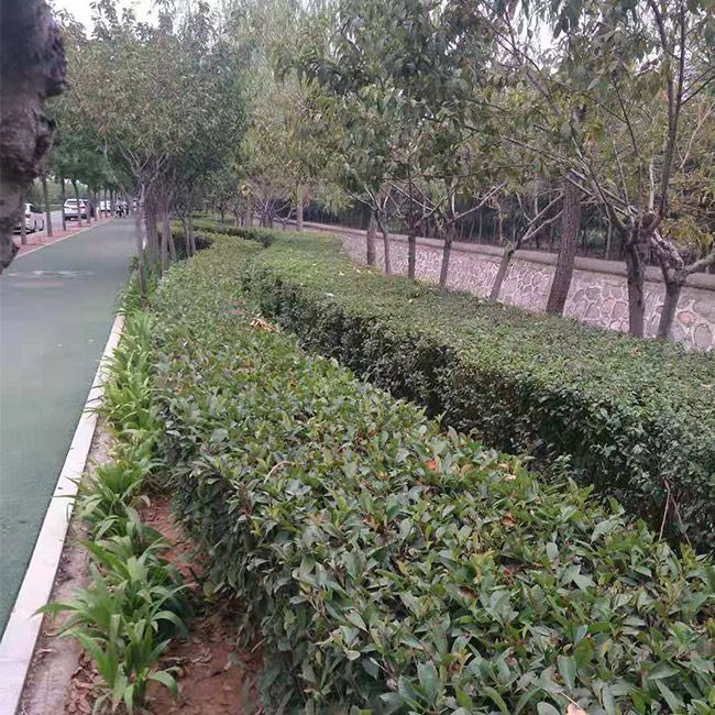 道路綠化施工設計及養(yǎng)護